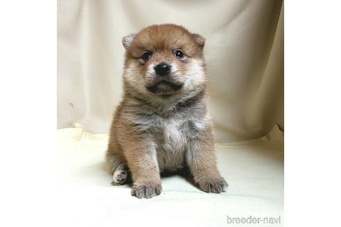 成約済の茨城県のミックス犬-145568の3枚目