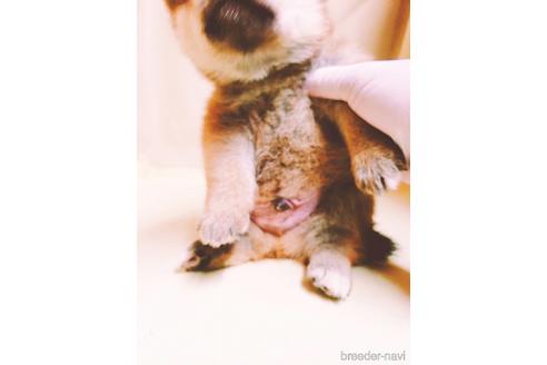 成約済の茨城県のミックス犬-145568の2枚目