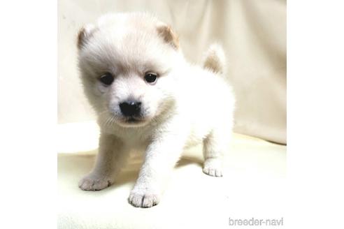 成約済の茨城県のミックス犬-145569の1枚目