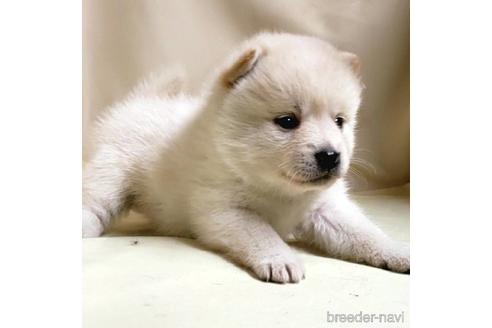 成約済の茨城県のミックス犬-145569の6枚目