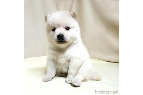 成約済の茨城県のミックス犬-145569の5枚目