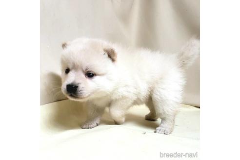 成約済の茨城県のミックス犬-145569の4枚目
