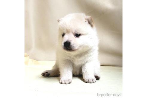 成約済の茨城県のミックス犬-145569の3枚目