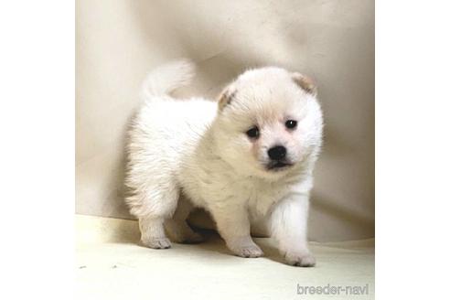 成約済の茨城県のミックス犬-145570の21枚目