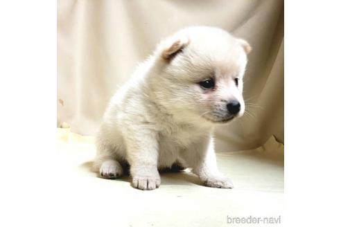 成約済の茨城県のミックス犬-145570の20枚目