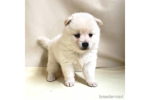 成約済の茨城県のミックス犬-145570の19枚目