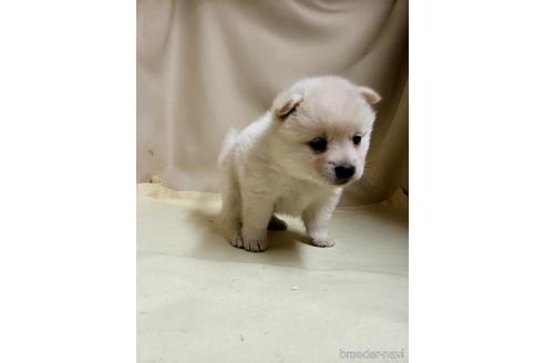 成約済の茨城県のミックス犬-145570の18枚目