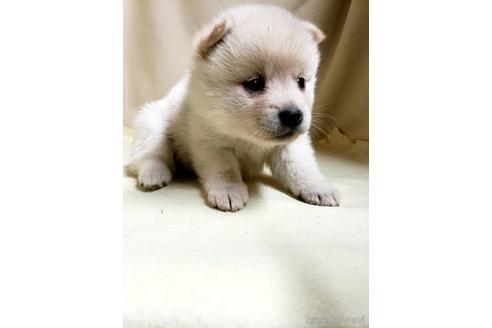 成約済の茨城県のミックス犬-145570の17枚目