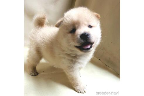 成約済の茨城県のミックス犬-145571の10枚目