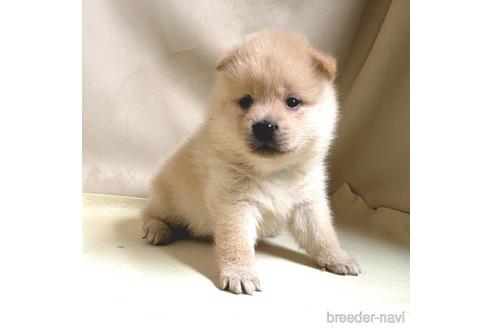 成約済の茨城県のミックス犬-145571の8枚目