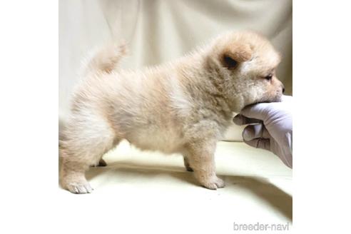 成約済の茨城県のミックス犬-145571の7枚目