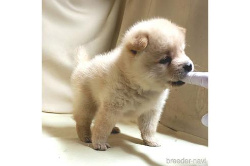 成約済の茨城県のミックス犬-145571の6枚目