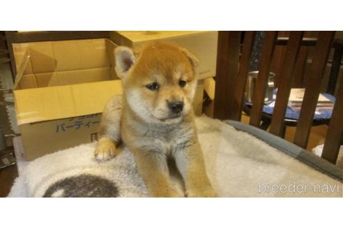 成約済の岐阜県の柴犬-143895の10枚目