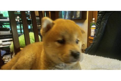 成約済の岐阜県の柴犬-143895の9枚目