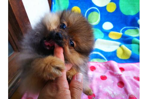 成約済の栃木県のポメラニアン-142098の2枚目