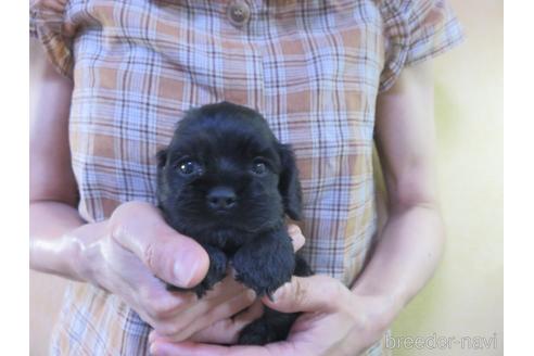 成約済の愛知県のアメリカンコッカースパニエル-143575の11枚目