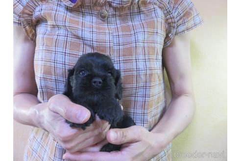 成約済の愛知県のアメリカンコッカースパニエル-143575の9枚目