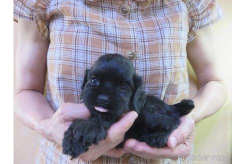 成約済の愛知県のアメリカンコッカースパニエル-143575の7枚目