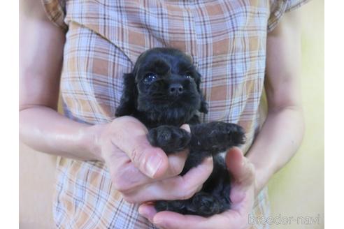 成約済の愛知県のアメリカンコッカースパニエル-143576の10枚目