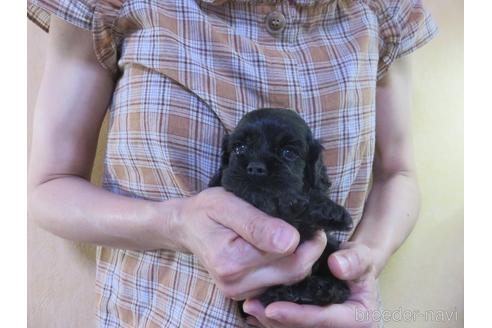 成約済の愛知県のアメリカンコッカースパニエル-143576の8枚目