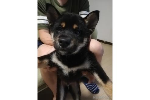 成約済の千葉県の柴犬-143957の1枚目