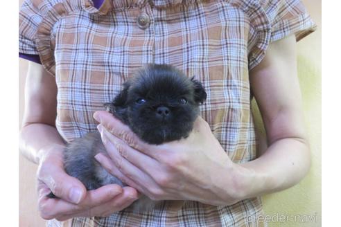 成約済の愛知県のペキニーズ-145585の8枚目