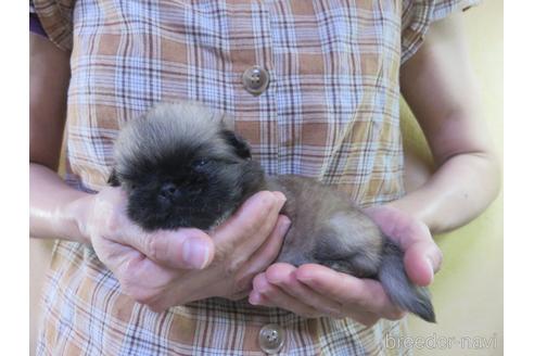 成約済の愛知県のペキニーズ-145588の4枚目