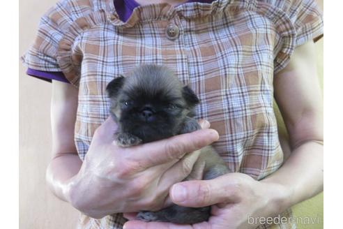 成約済の愛知県のペキニーズ-145589の20枚目