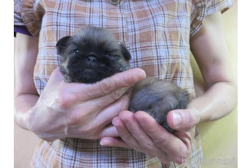 成約済の愛知県のペキニーズ-145589の18枚目