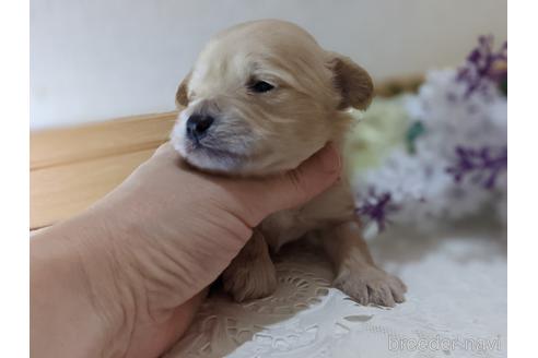 成約済の広島県のチワプー:チワワ×トイプードル-145048の24枚目