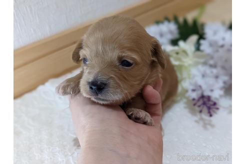 成約済の広島県のチワプー:チワワ×トイプードル-145049の16枚目