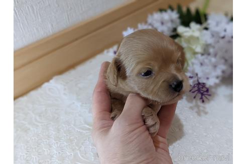 成約済の広島県のチワプー:チワワ×トイプードル-145049の10枚目