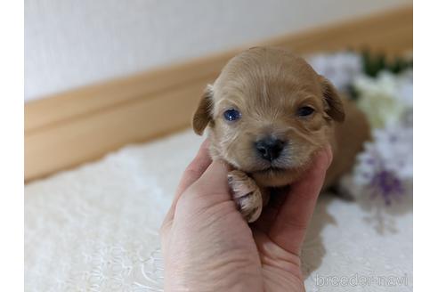 成約済の広島県のチワプー:チワワ×トイプードル-145049の8枚目