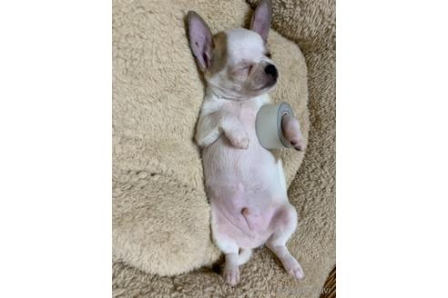 成約済の千葉県のチワワ(スムースコート)-143953の13枚目
