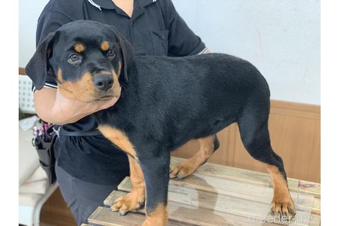 埼玉県のロットワイラー 女の子 21 05 03生まれ 期間限定sale お母さん温厚です 子犬id ブリーダーナビ