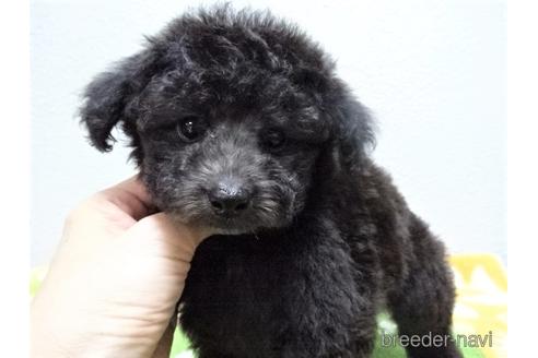 成約済の大阪府のタイニープードル-144237の4枚目