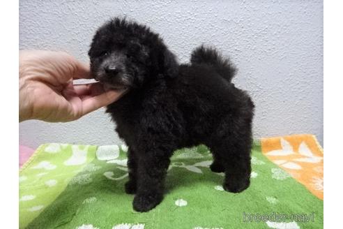 成約済の大阪府のタイニープードル-144237の2枚目