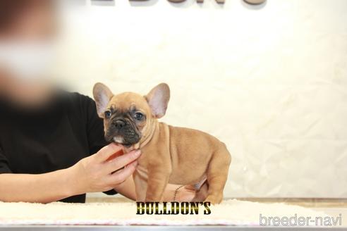成約済の東京都のフレンチブルドッグ-145623の1枚目