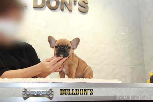 成約済の東京都のフレンチブルドッグ-145623の7枚目