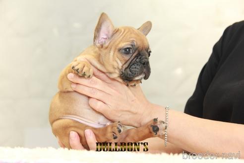 成約済の東京都のフレンチブルドッグ-145623の6枚目