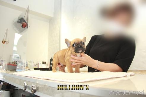 成約済の東京都のフレンチブルドッグ-145623の5枚目