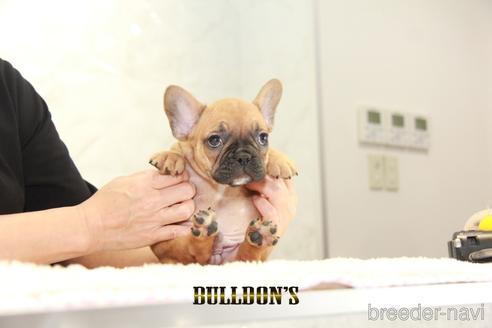 成約済の東京都のフレンチブルドッグ-145623の4枚目