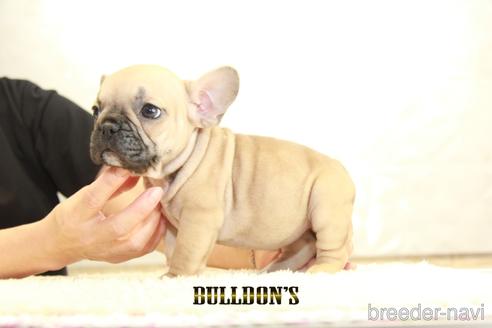 成約済の東京都のフレンチブルドッグ-145625の6枚目