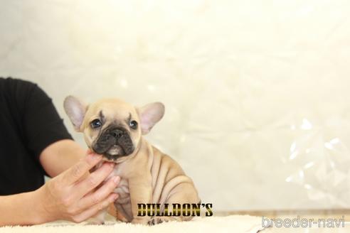 成約済の東京都のフレンチブルドッグ-145625の3枚目