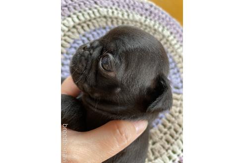 成約済の滋賀県のパグ-143974の4枚目