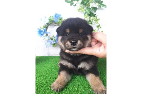 成約済の鹿児島県の柴犬-145655