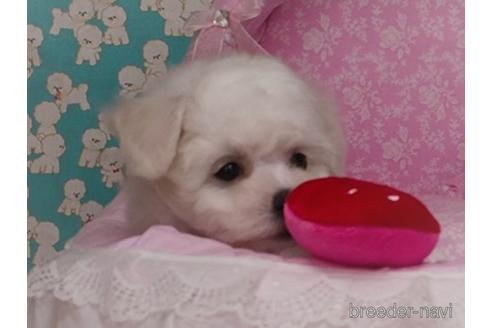 成約済の栃木県のビションフリーゼ-142723の4枚目