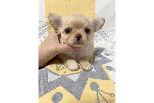 成約済の埼玉県のチワワ(ロングコート)-144168の15枚目