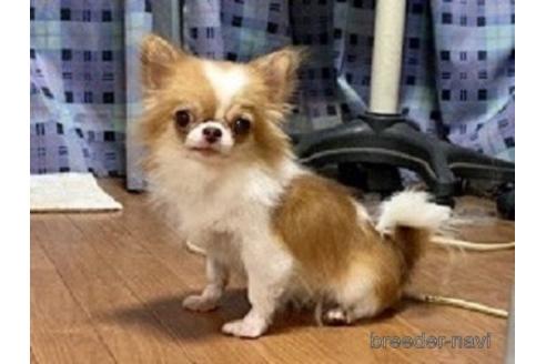 成約済の群馬県のチワワ(ロングコート)-144331の2枚目