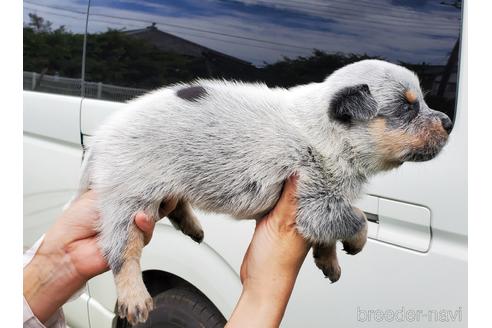 成約済の千葉県のオーストラリアンキャトルドッグ-143705の3枚目